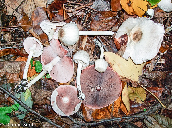 Agaricus  abruptibulbus1066