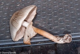 Agaricus abrubtibulbus6686