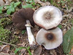 Agaricus placomyces1296