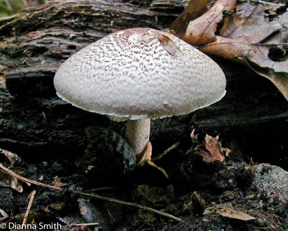 Agaricus placomyces8580