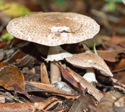 Agaricus sylvaticus01078