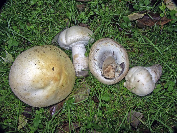 Agaricus arvensis3569