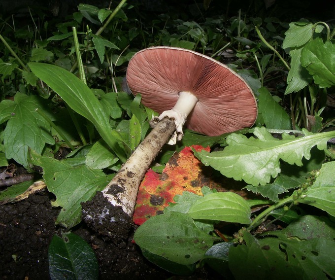 Agaricus placomyces3394