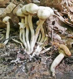 Agrocybe praecox dry, on leaves & high ring2097