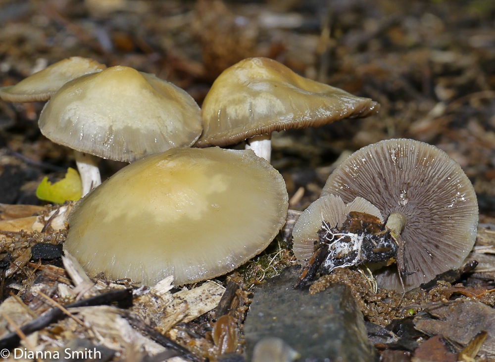 Agrocybe praecox moist1000004