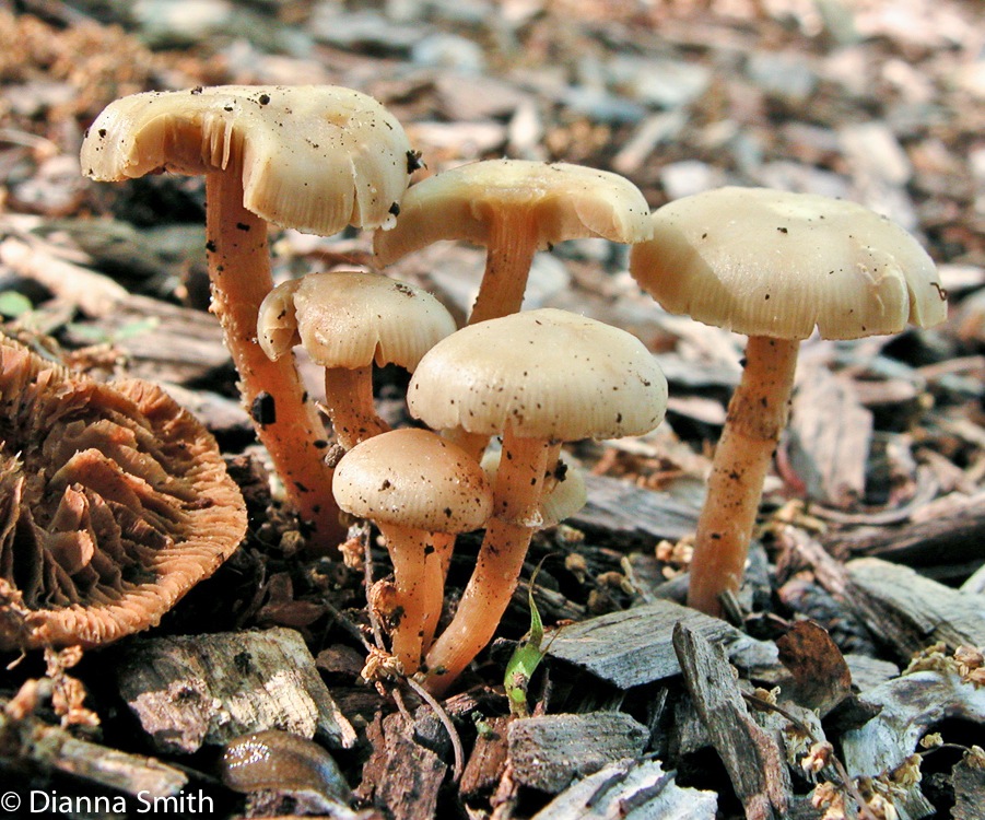 Agrocybe praecox moist862_edited