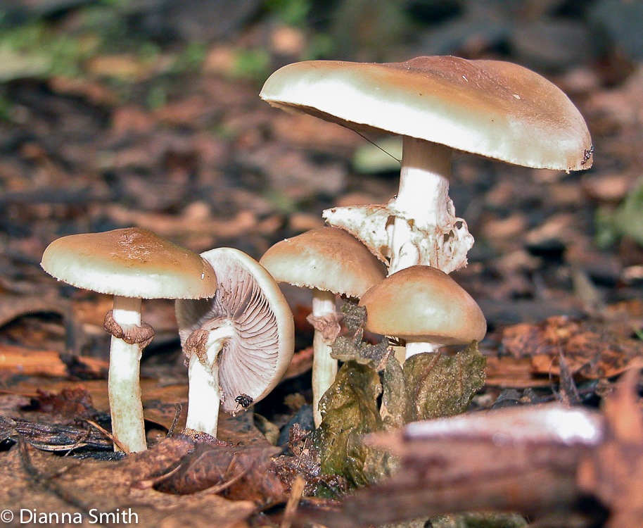 Agrocybe praecox4037