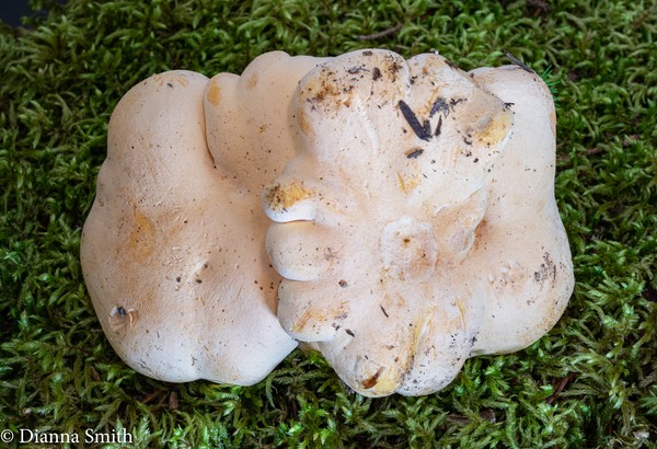 Albatrellus confluens 01604