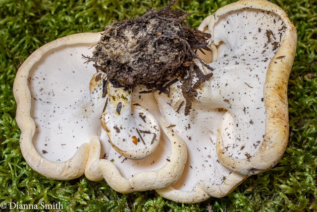 Albatrellus confluens 01608