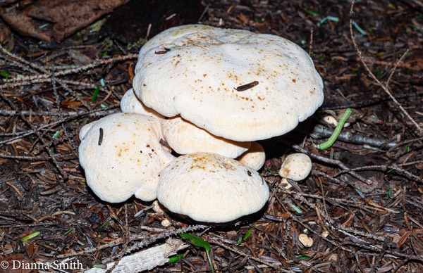 Albatrellus confluens -02644