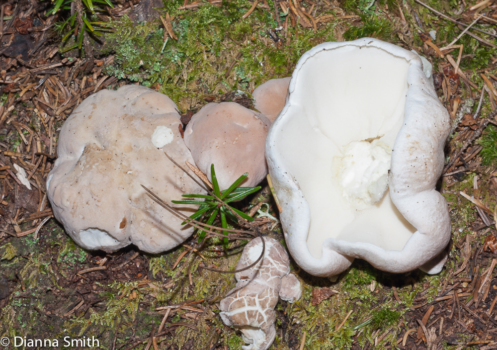 Albatrellus sp.03365