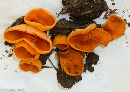Aleuria aurantia1030002