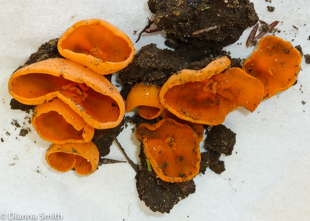 Aleuria aurantia1030002