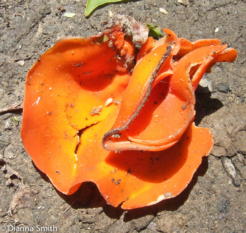 Aleuria aurantia403