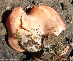 Aleuria aurantia408