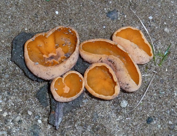 Aleuria aurantia1030009