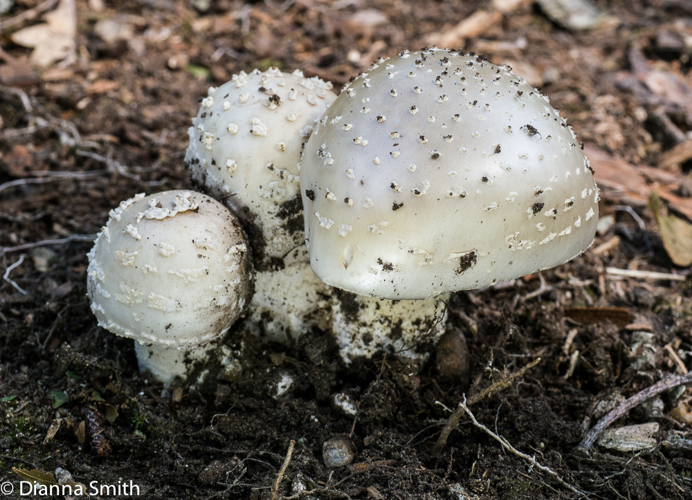 Amanita canescens1020123