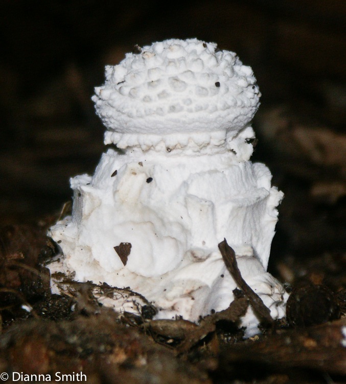 Amanita cokeri 08270033