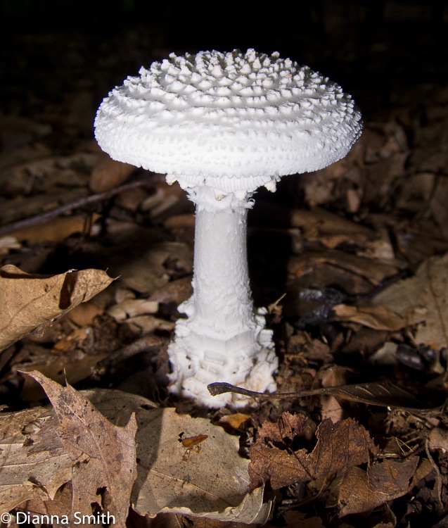 Amanita cokeri 1690