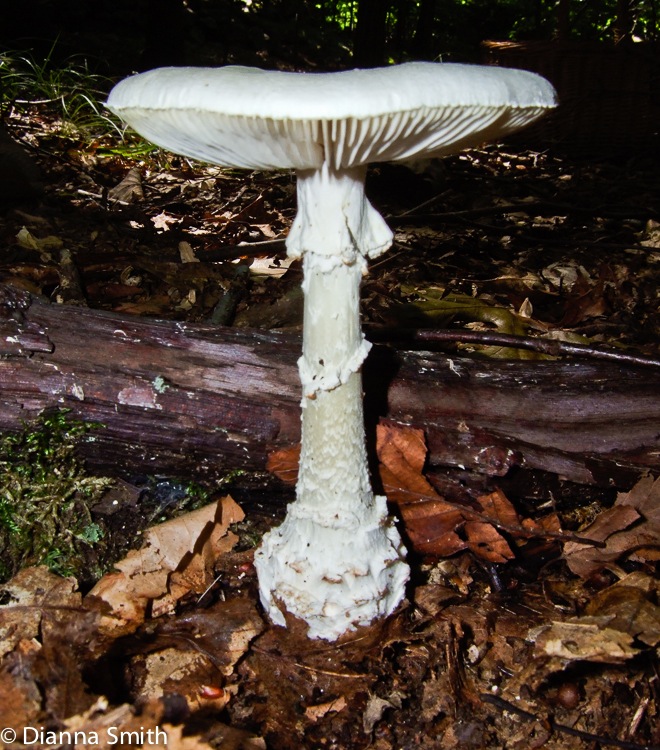 Amanita cokeri 8716