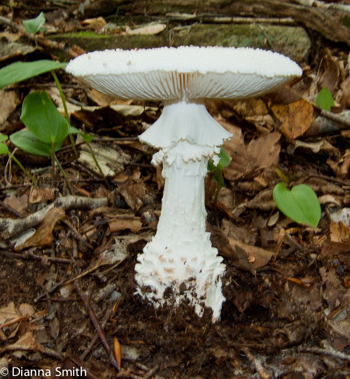 Amanita cokeri3549