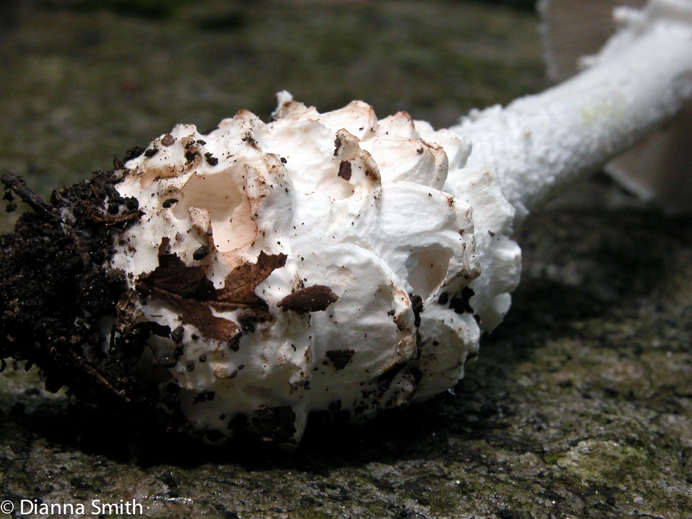 Amanita cokeri5551