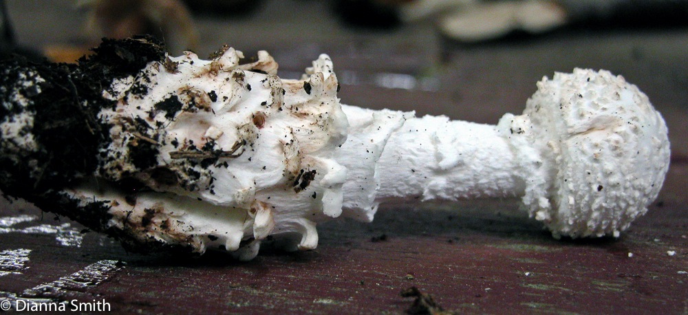 Amanita cokeri6026