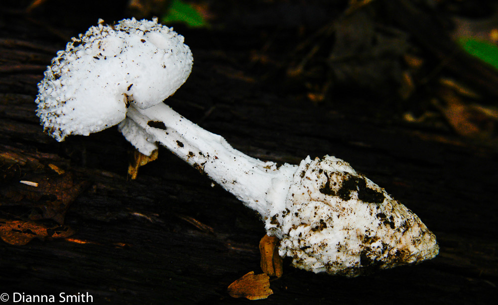 Amanita subcokeri8100
