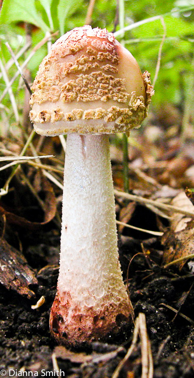 Amanita flavorubens5366