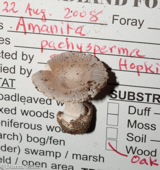 Amanita pachysperma 03036