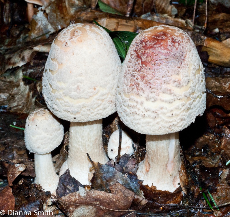 Amanita rubescens comlex01761