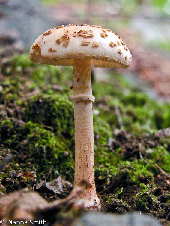 Amanita rubescens5011