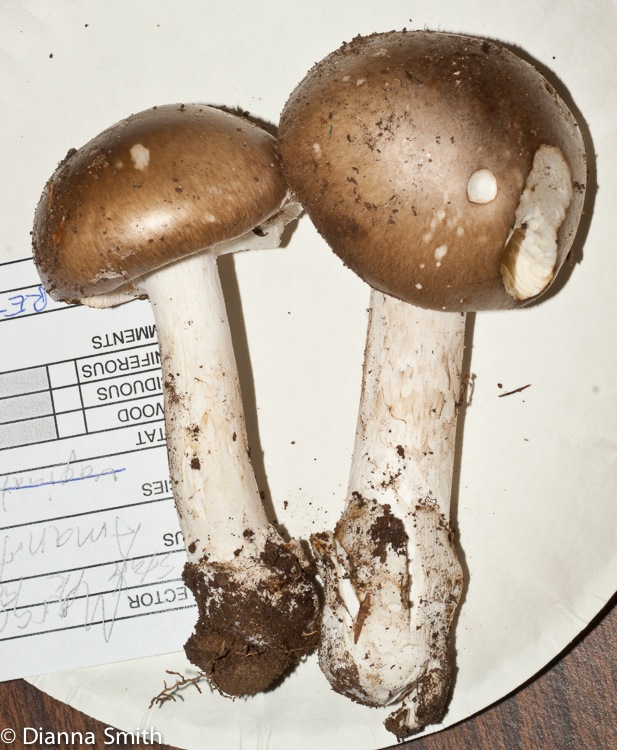 Amanita spreta02816