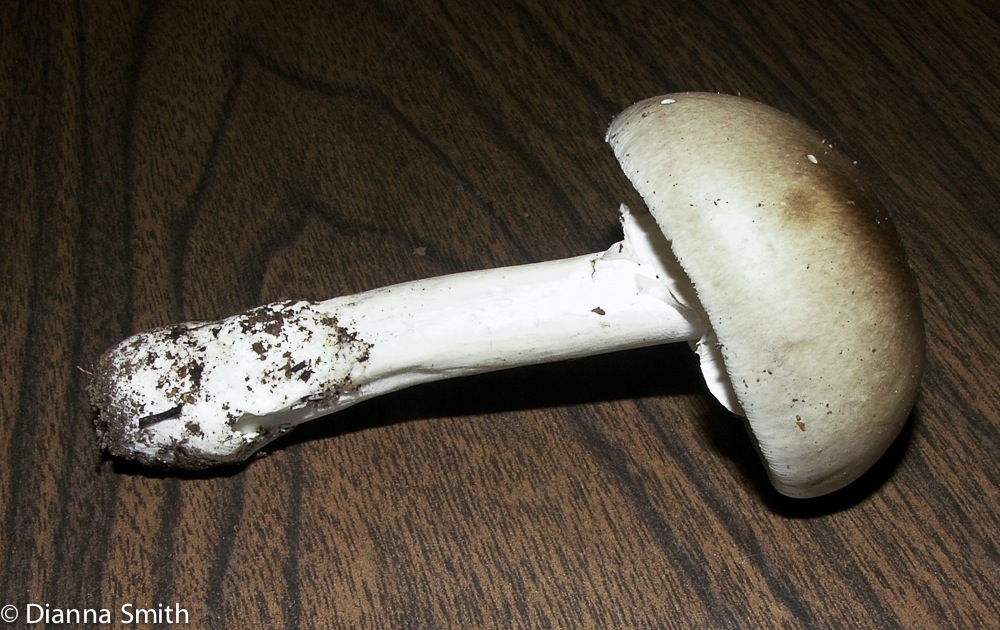 Amanita spreta2420