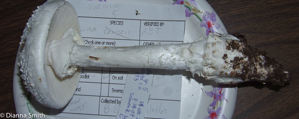 Amanita subcokeri N.5 0074