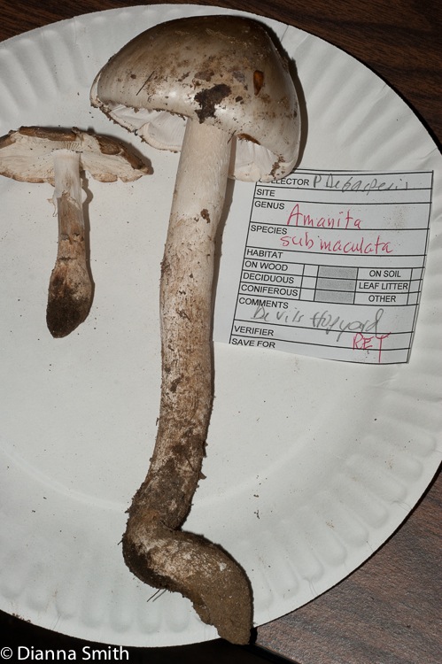 Amanita submaculata03089