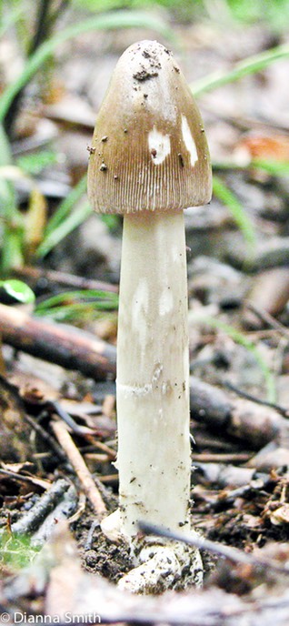Amanita vaginata5955