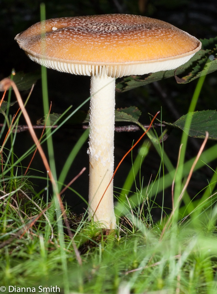 Amanita wellsii02145