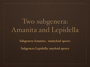 AMANITA.009-001