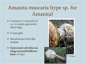 AMANITA.013-001