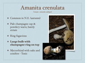 AMANITA.016-001