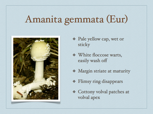 AMANITA.017-001