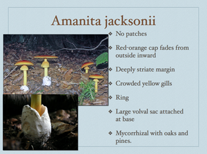 AMANITA.023-001