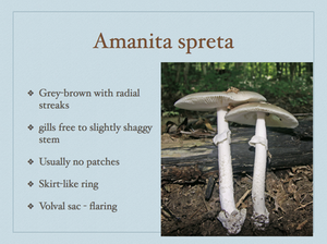 AMANITA.026-001