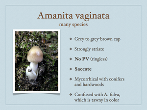 AMANITA.028-001