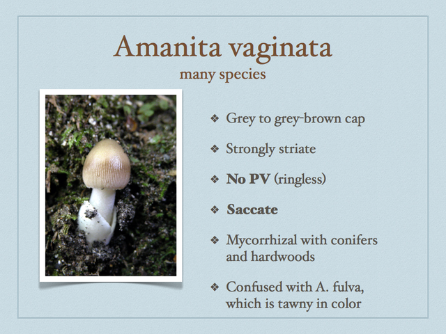 AMANITA.028-001