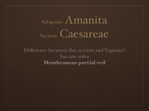 AMANITA.033-001