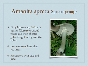 AMANITA.034-001