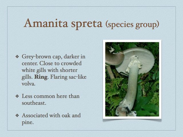 AMANITA.034-001