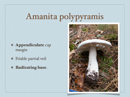 AMANITA.038-001